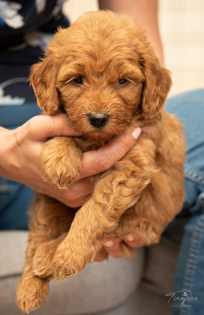 Health tested Goldendoodle puppies for sale