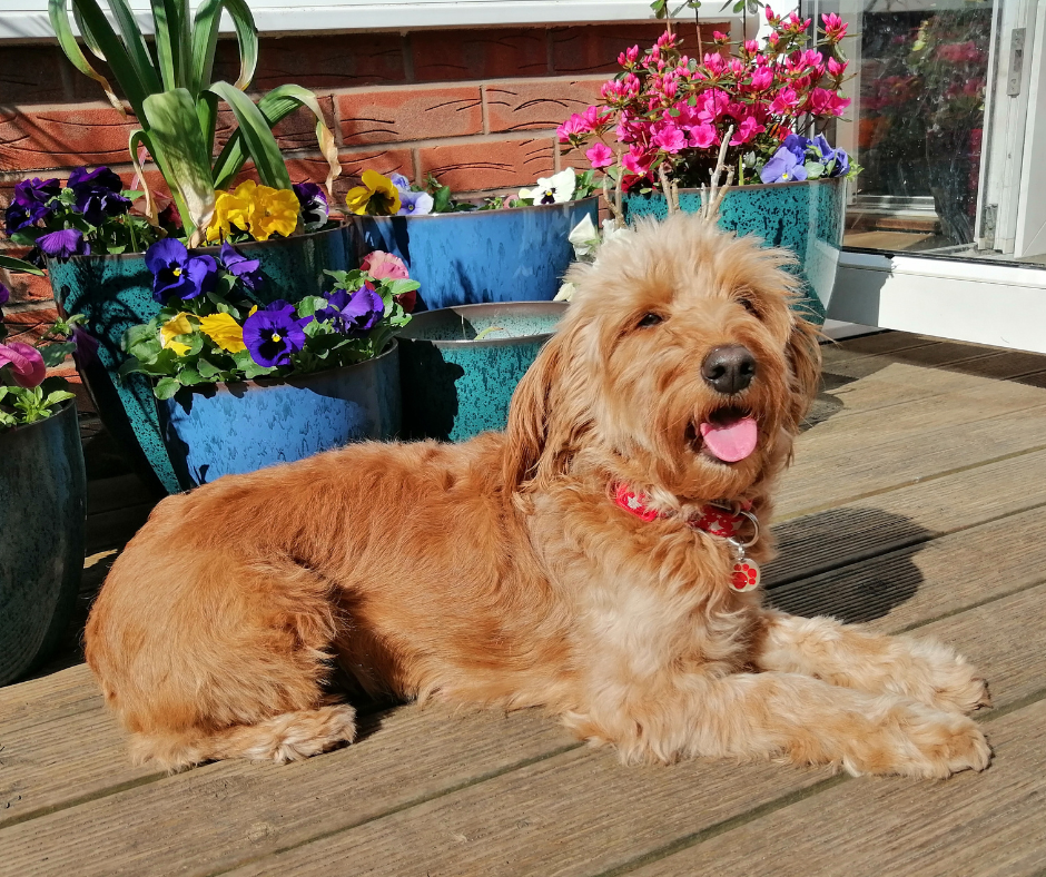 Goldendoodle puppy for sale near me