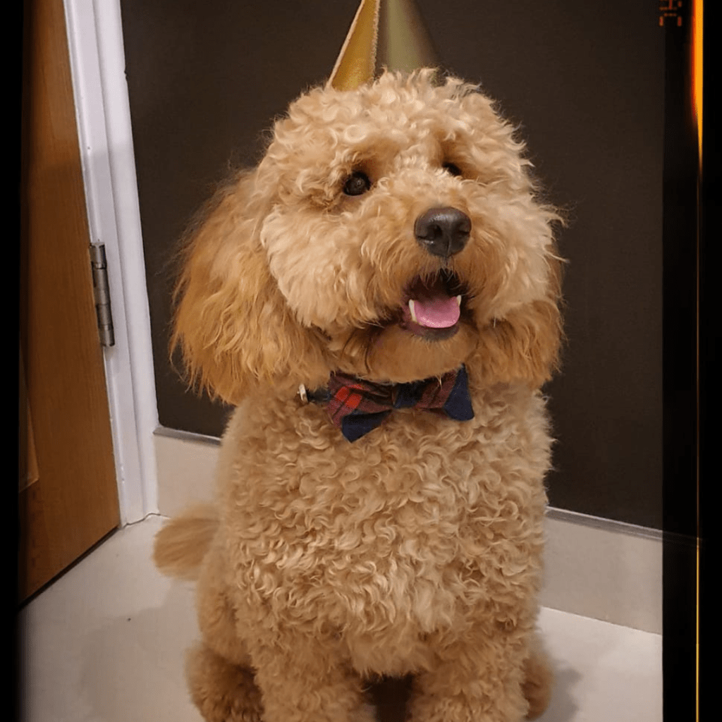 Goldendoodle puppies for sale West Midlands