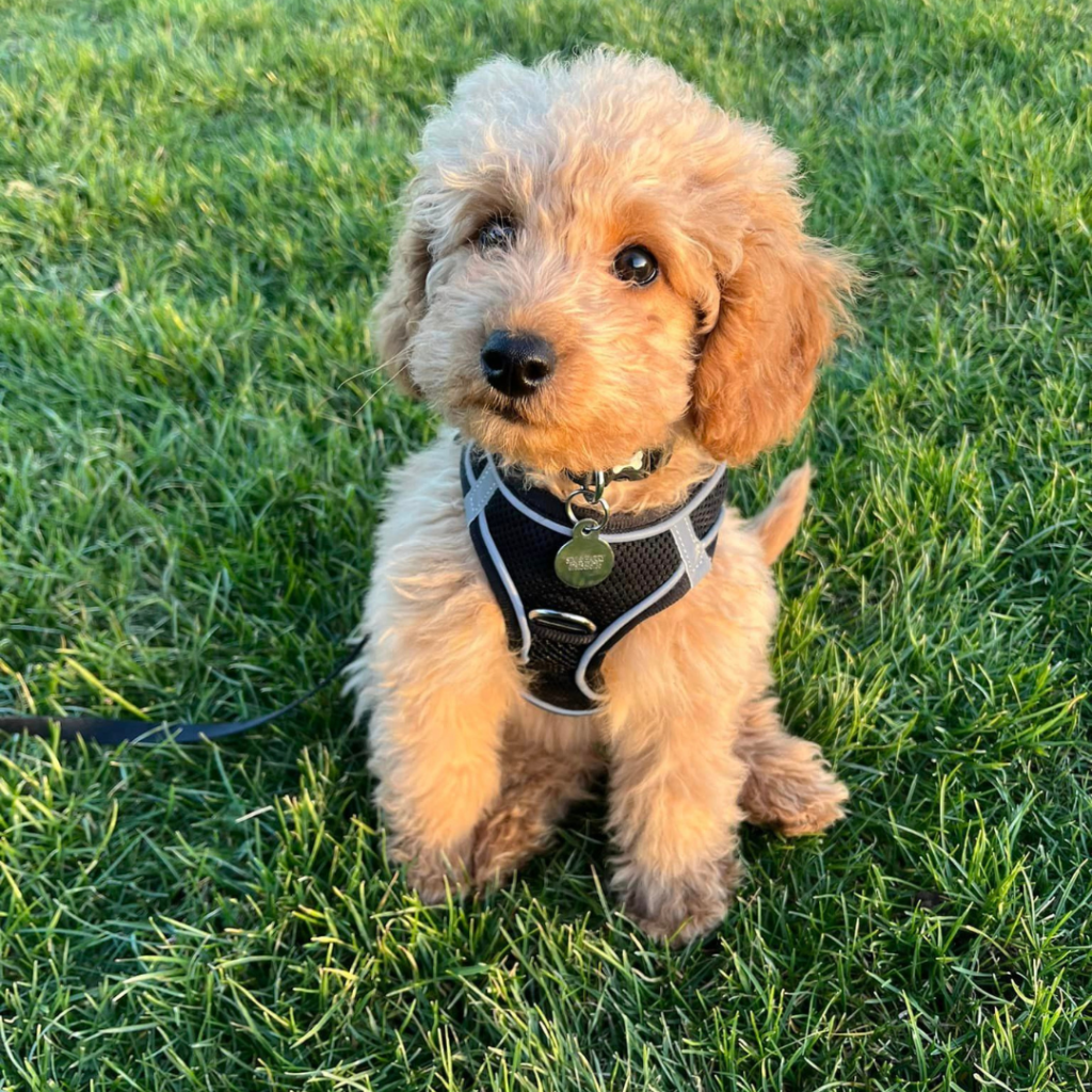 Health tested puppies for sale