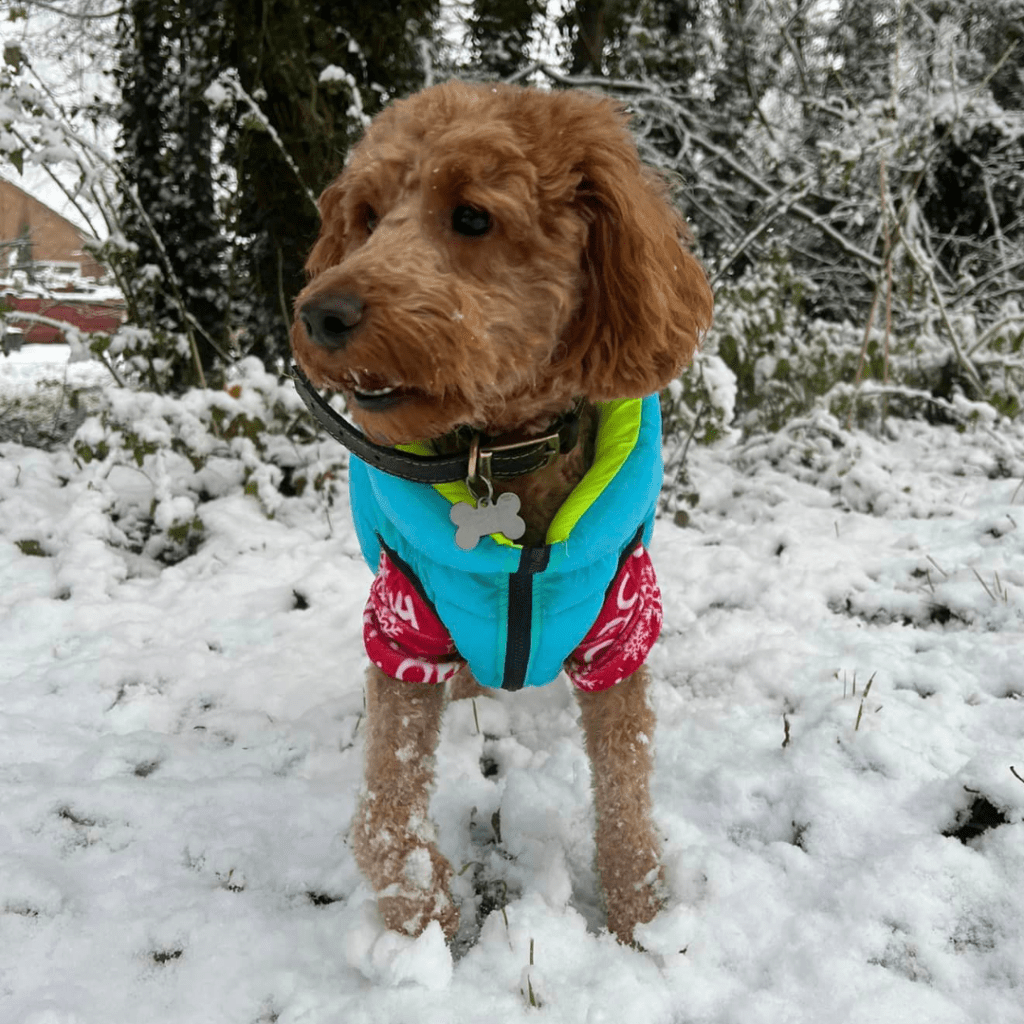 Goldendoodle puppies for sale near me