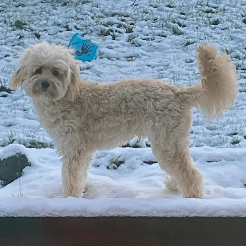 Goldendoodle puppies for sale near me