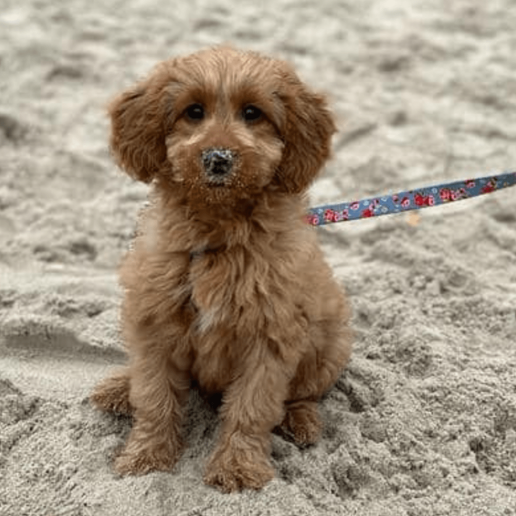 Mini Goldendoodle puppies for sale