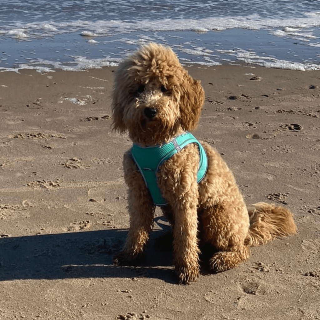 Buy health tested Goldendoodle puppy