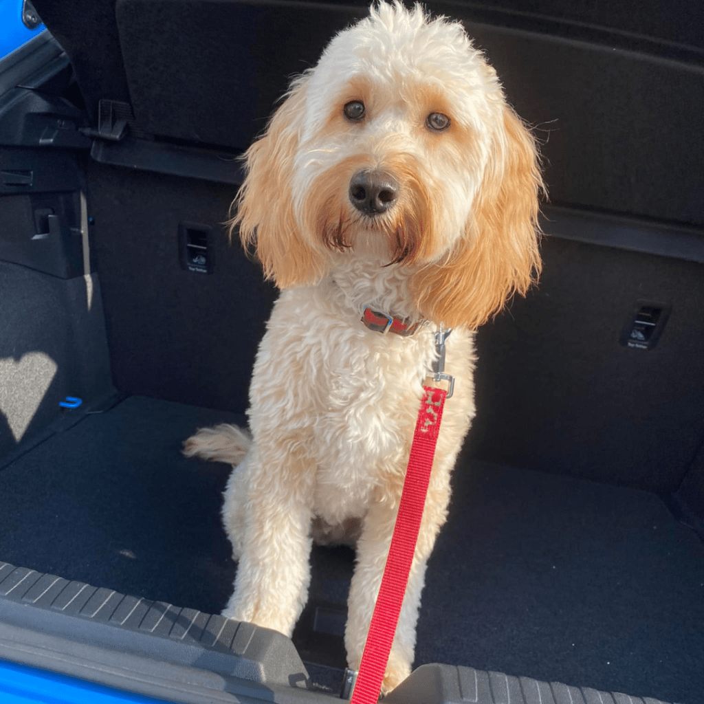 Goldendoodle puppies for sale