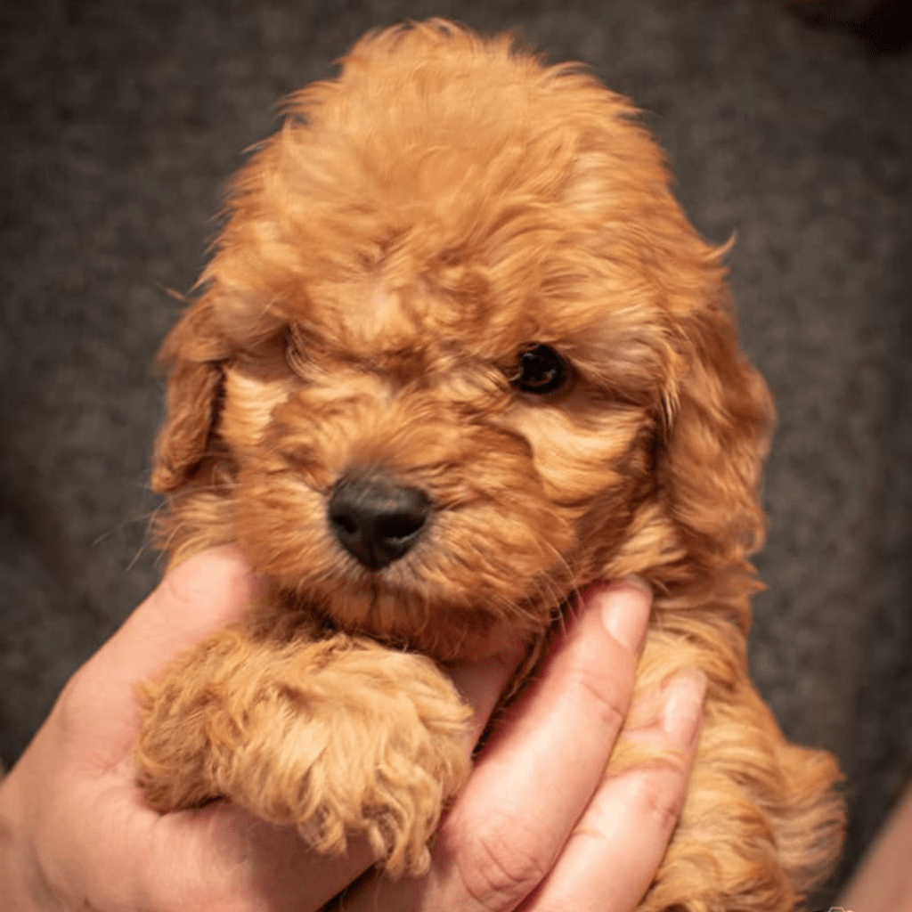 Hypoallergenic puppies for sale