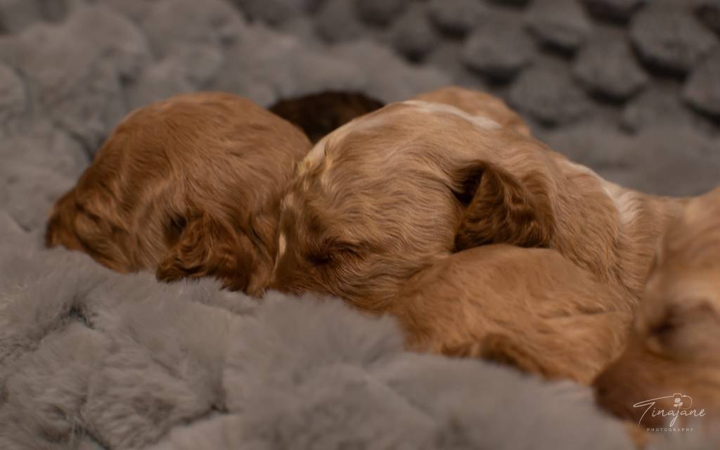 Mini Goldendoodle puppies for sale