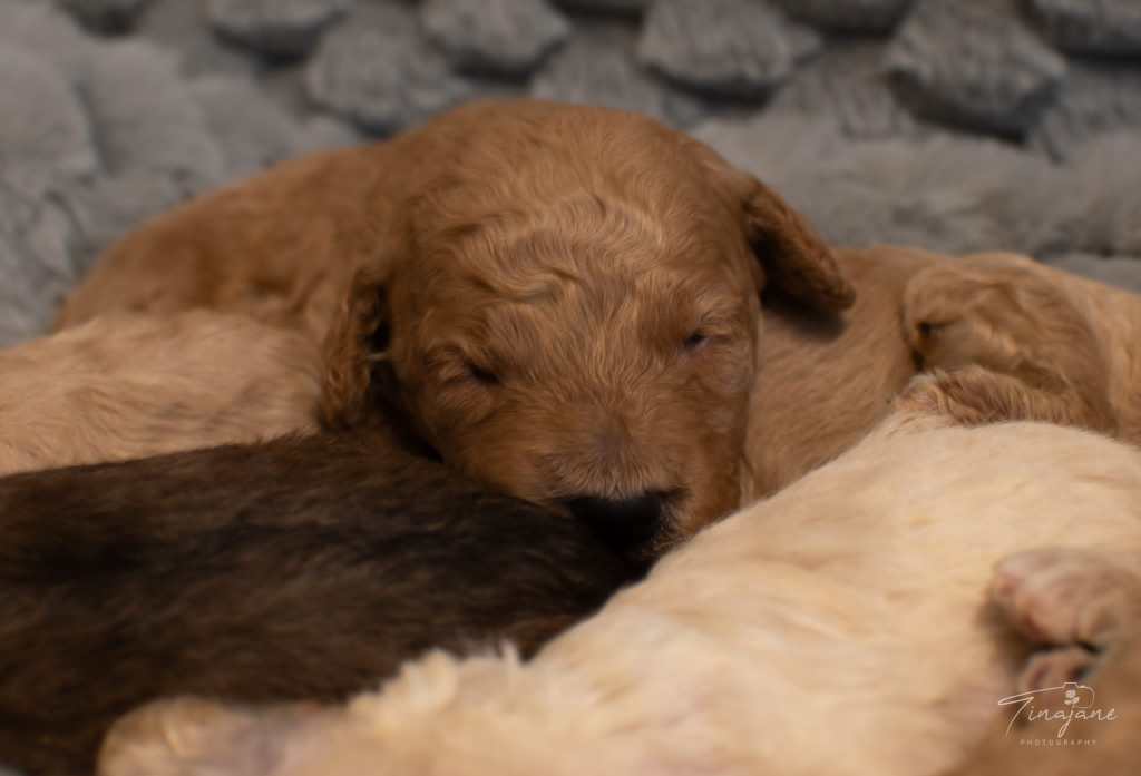 Mini Goldendoodle puppy for sale